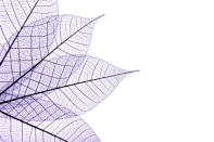 purple leaves